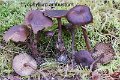 Lyophyllum ambustum-amf2078